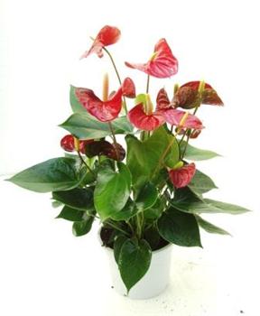 Anthurium