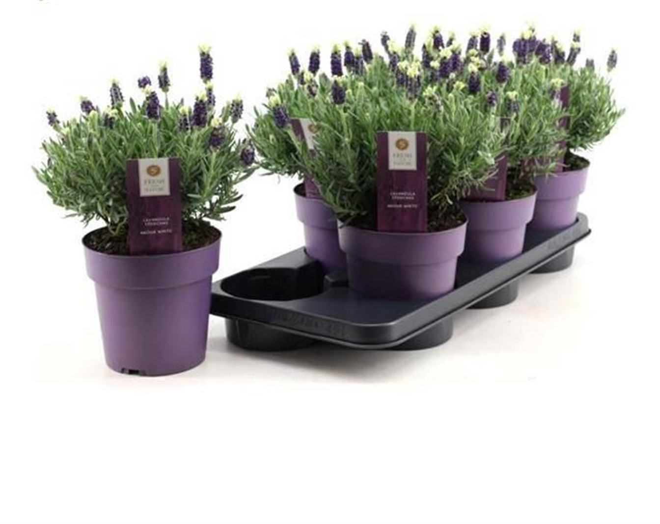 Lavendel