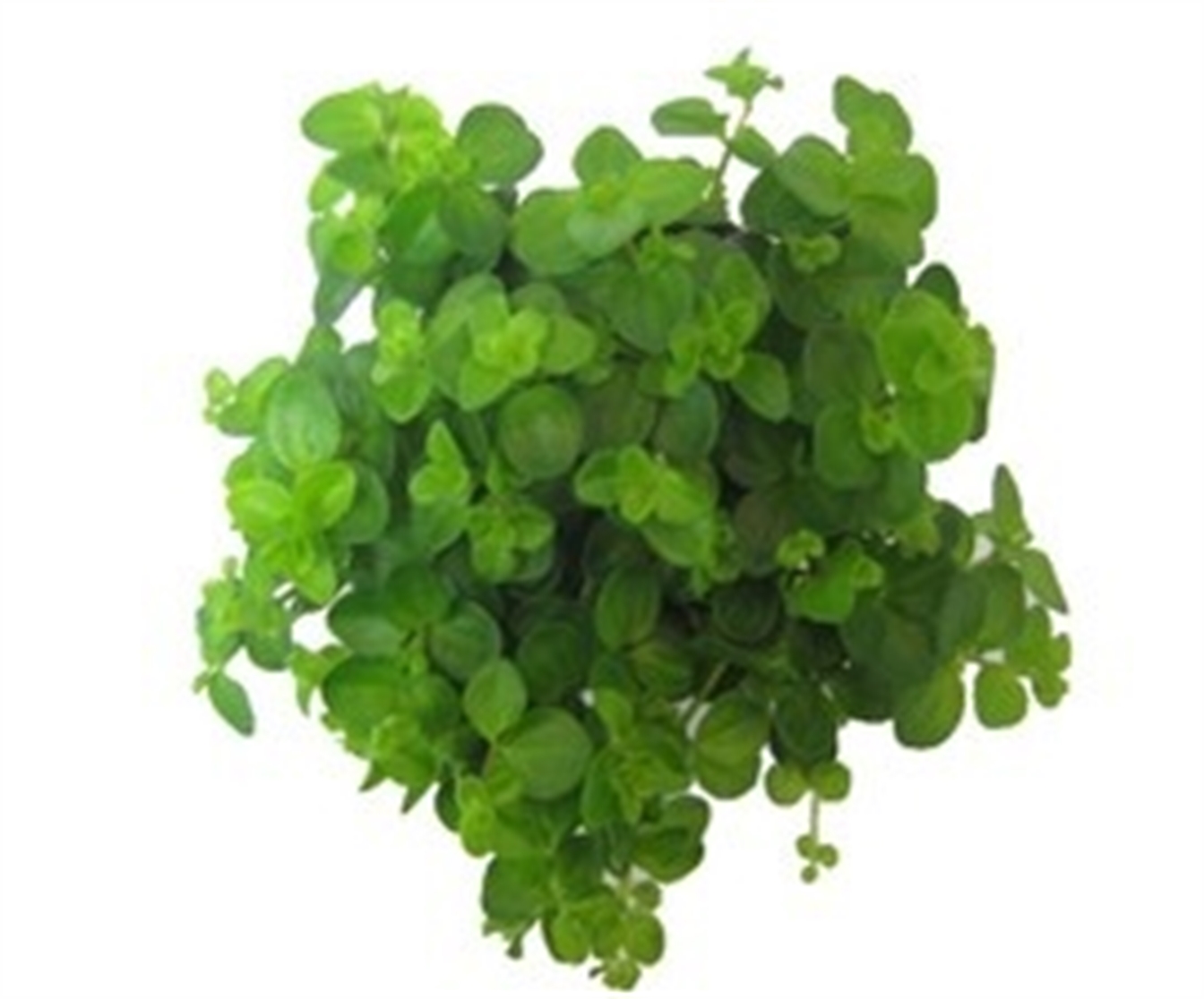 Peperomia rotundifolia