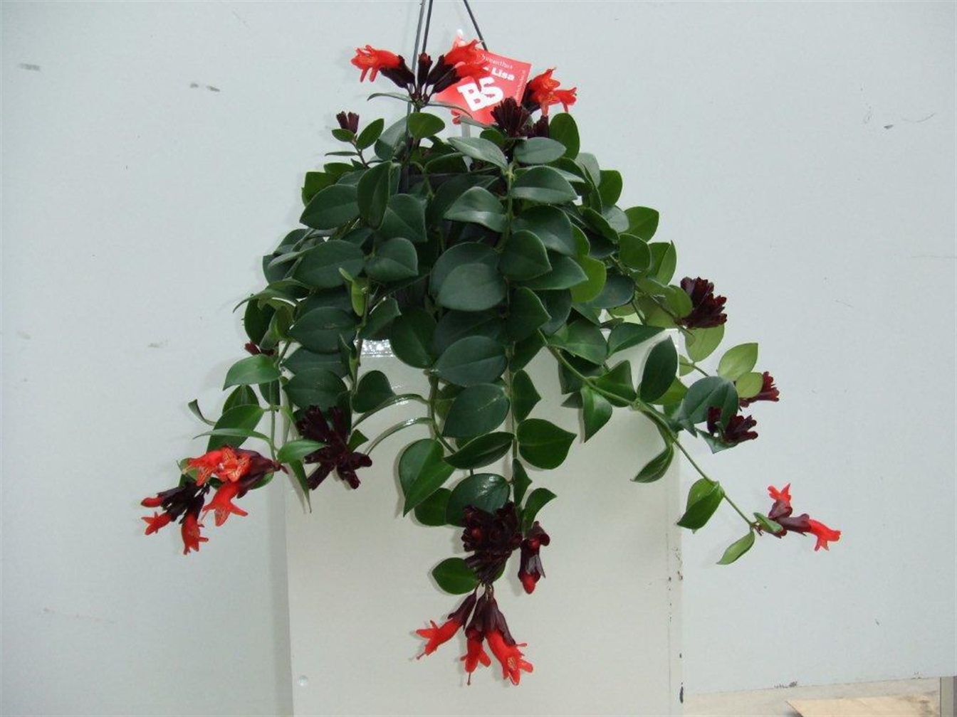 Aeschynanthus  mona Lisa