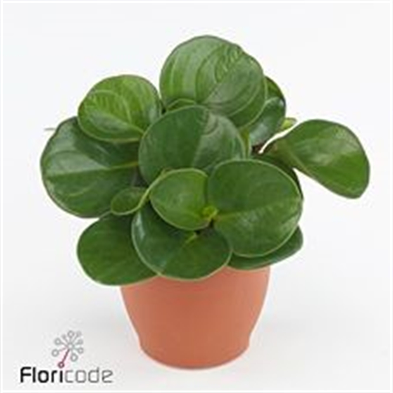 Peperomia green gold