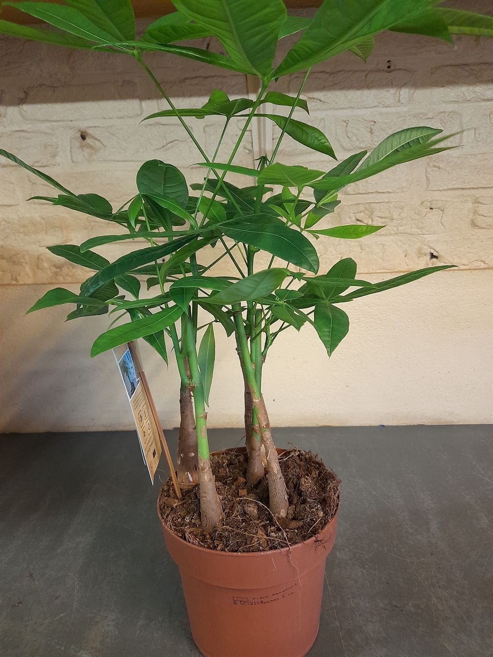 Pachira aquatica