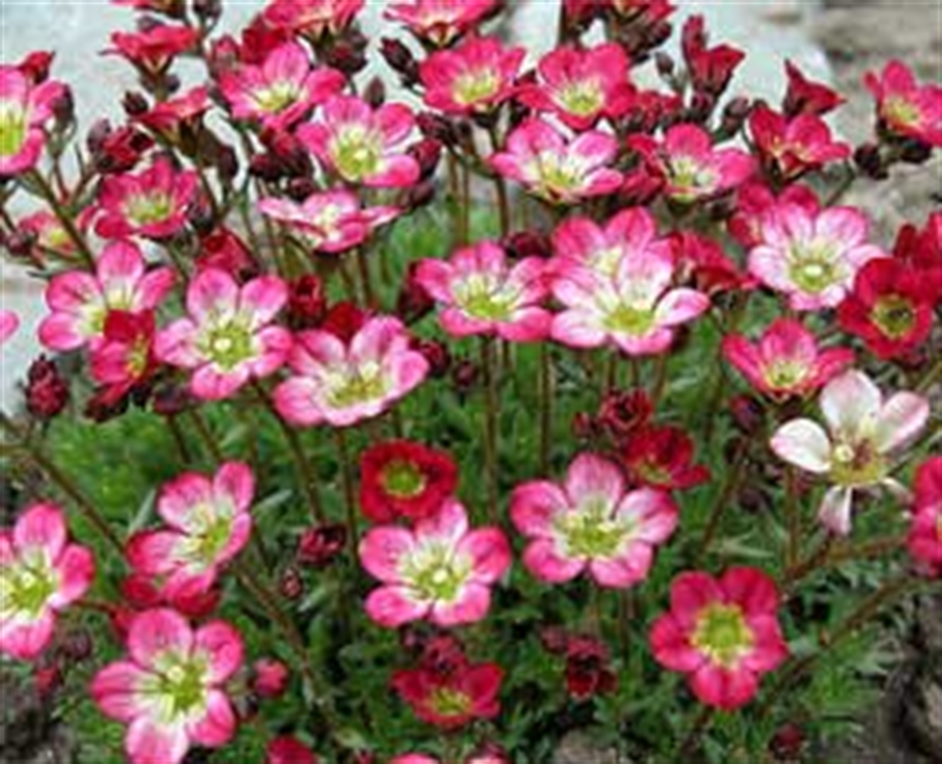 Saxifraga