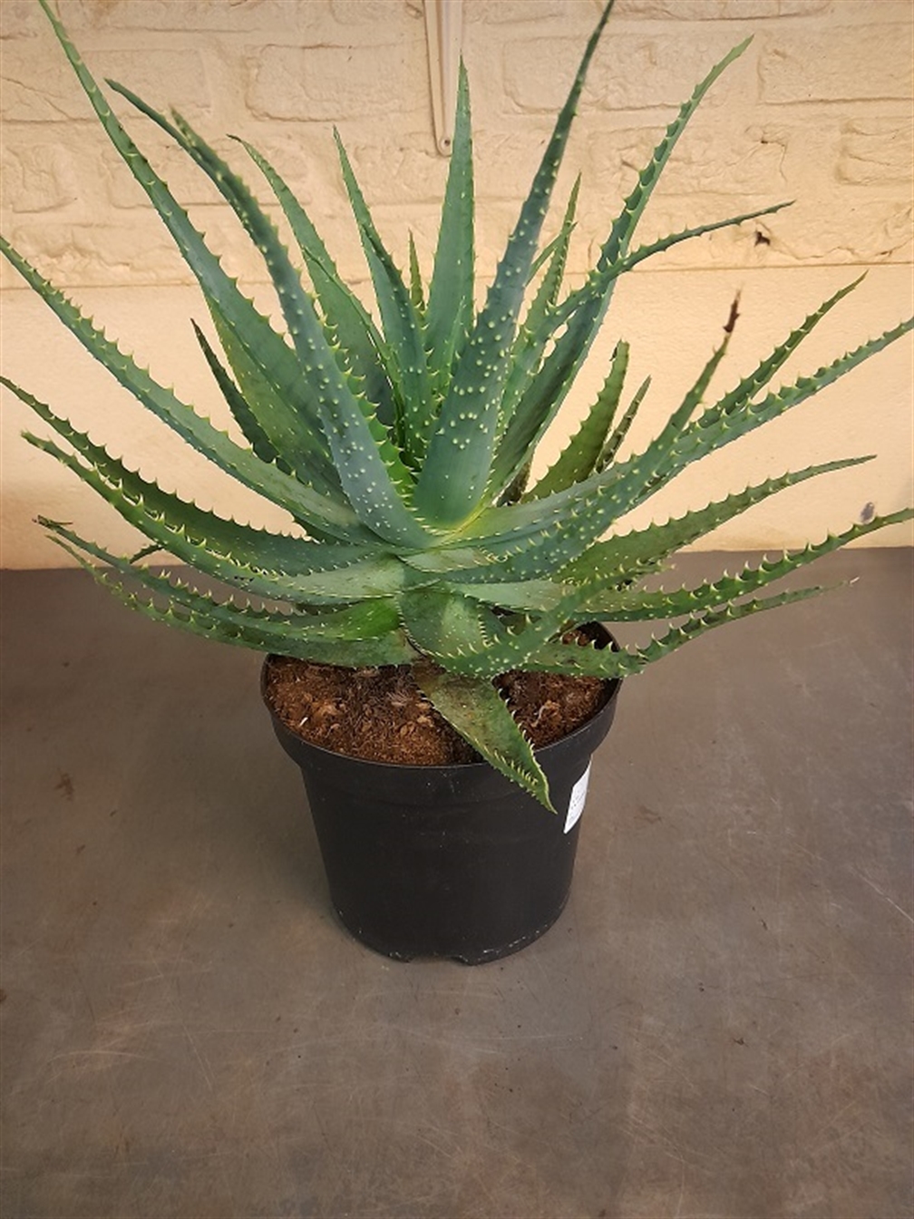 Aloe arborescens gr.p.