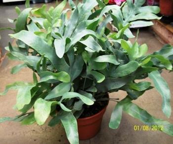 Phlebodium aureum