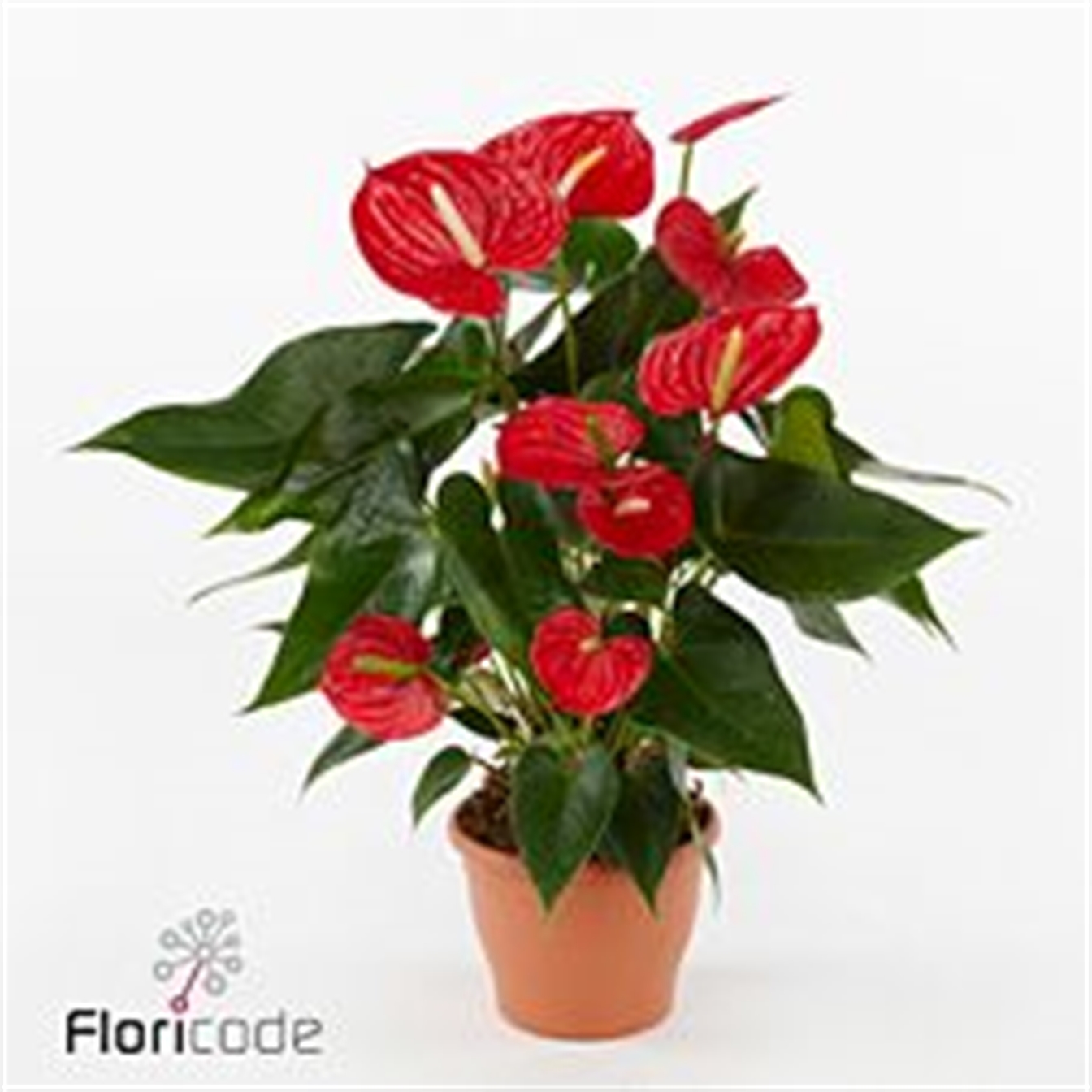 Anthurium andr. Kentucky