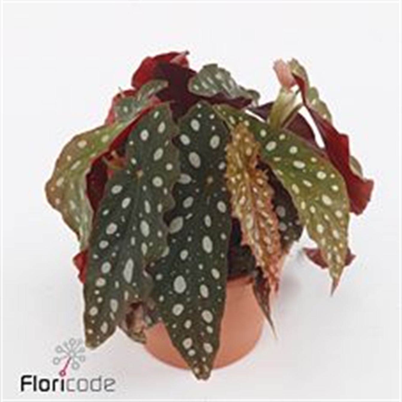 Begonia Maculata (stippenplant)