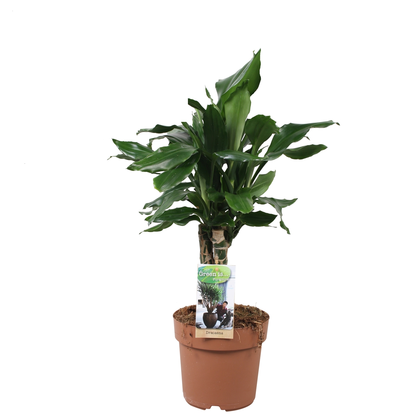 Dracaena frag.Steundnen