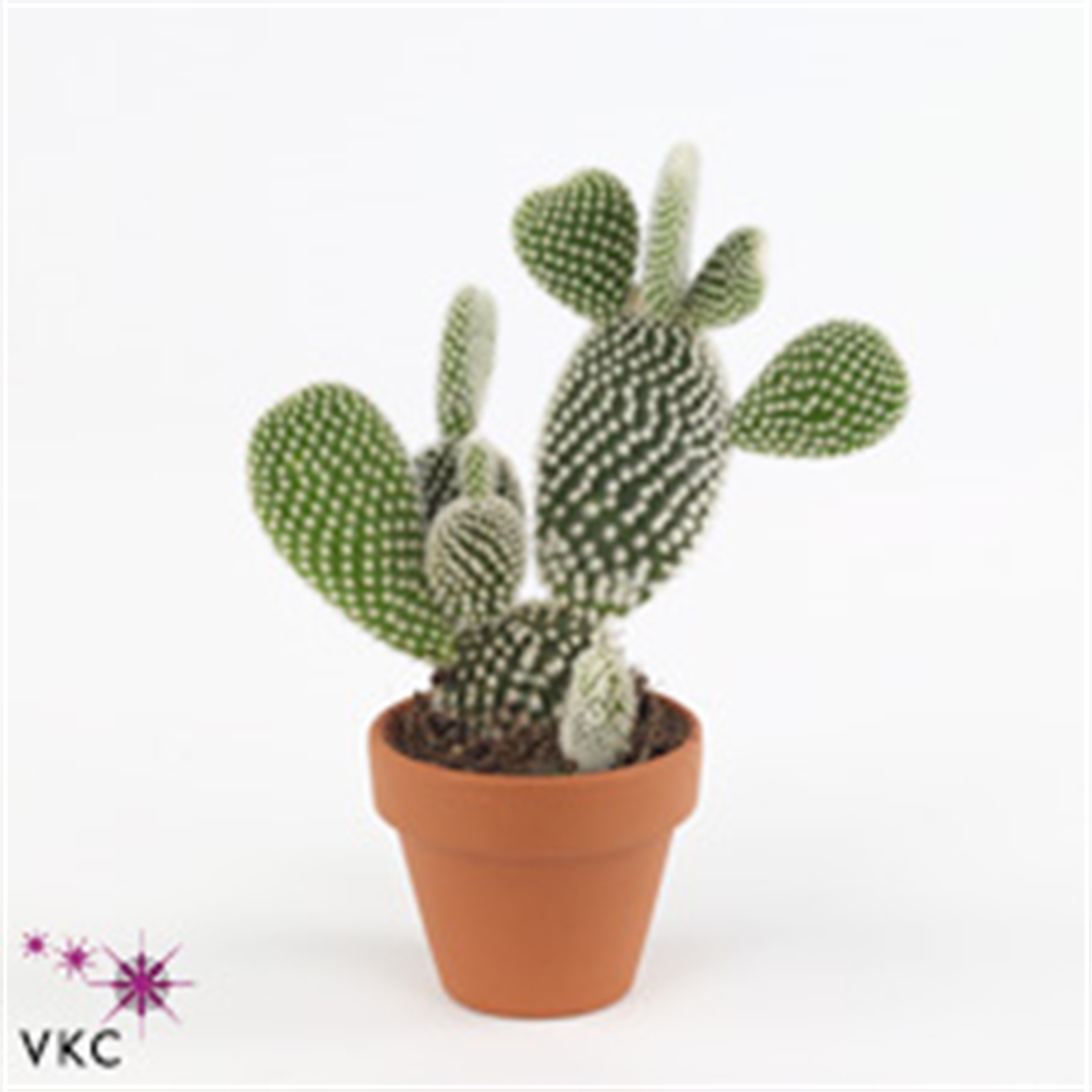 Div. Cactussen