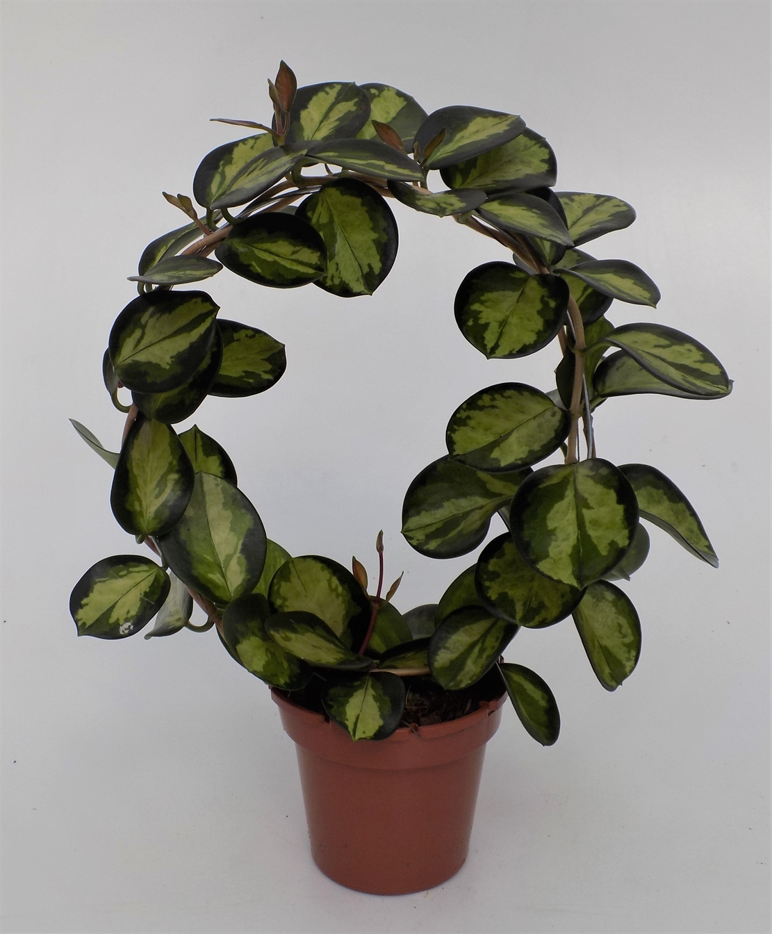 Hoya australis Lisa
