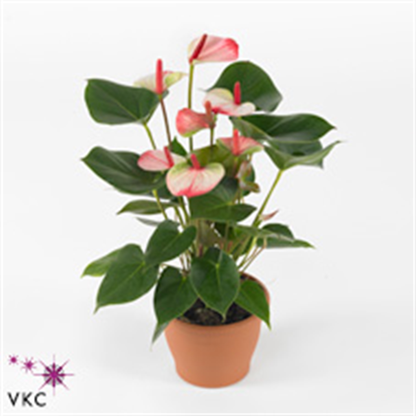 Anthurium pr. Amalia