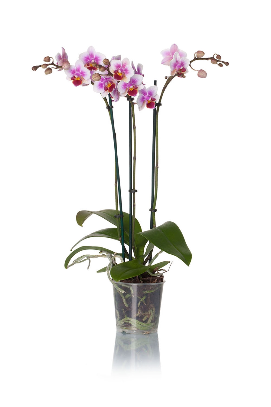 Phalaennopsis