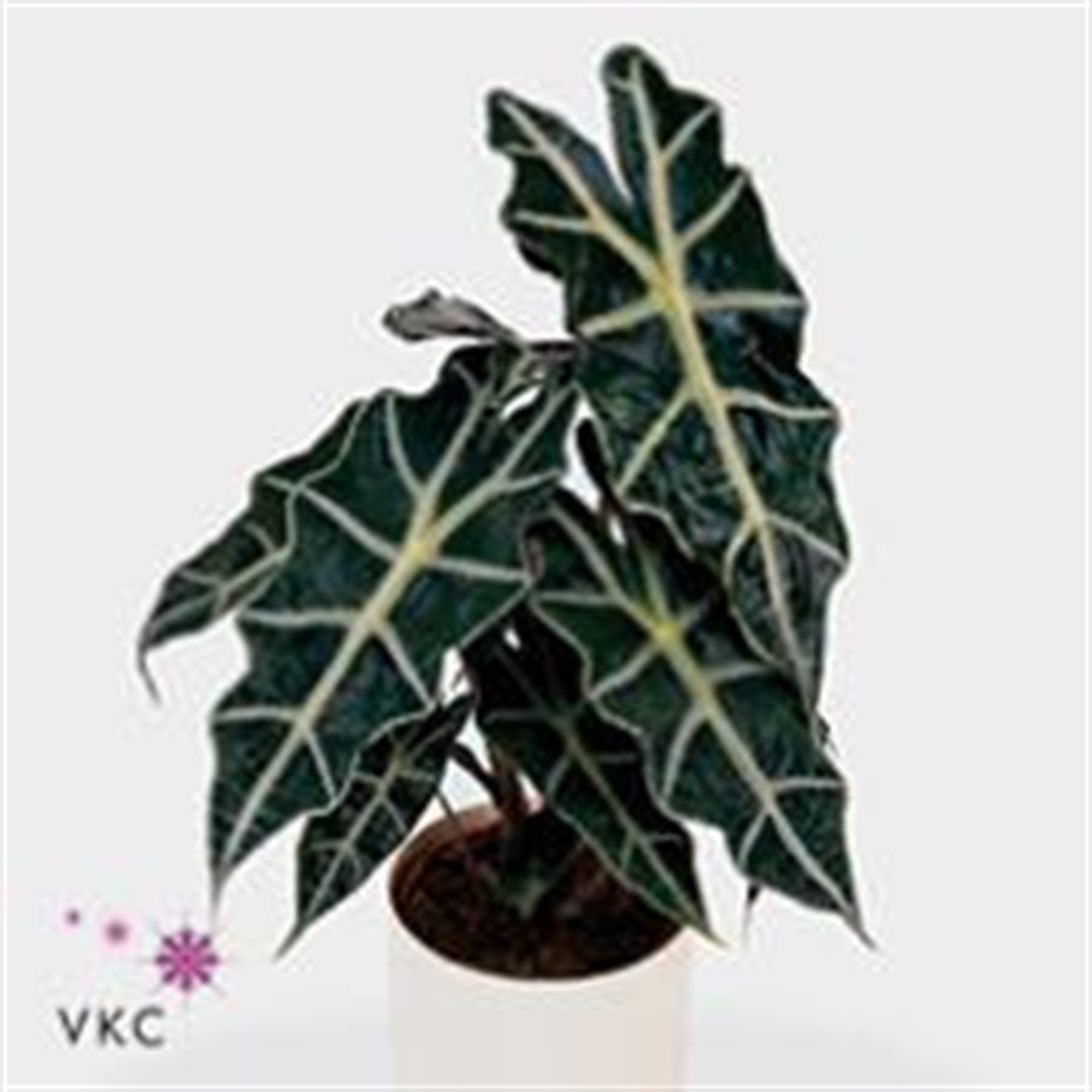 Alocasia amazonica Polly